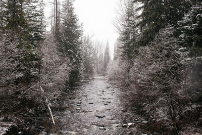 Trees in forest