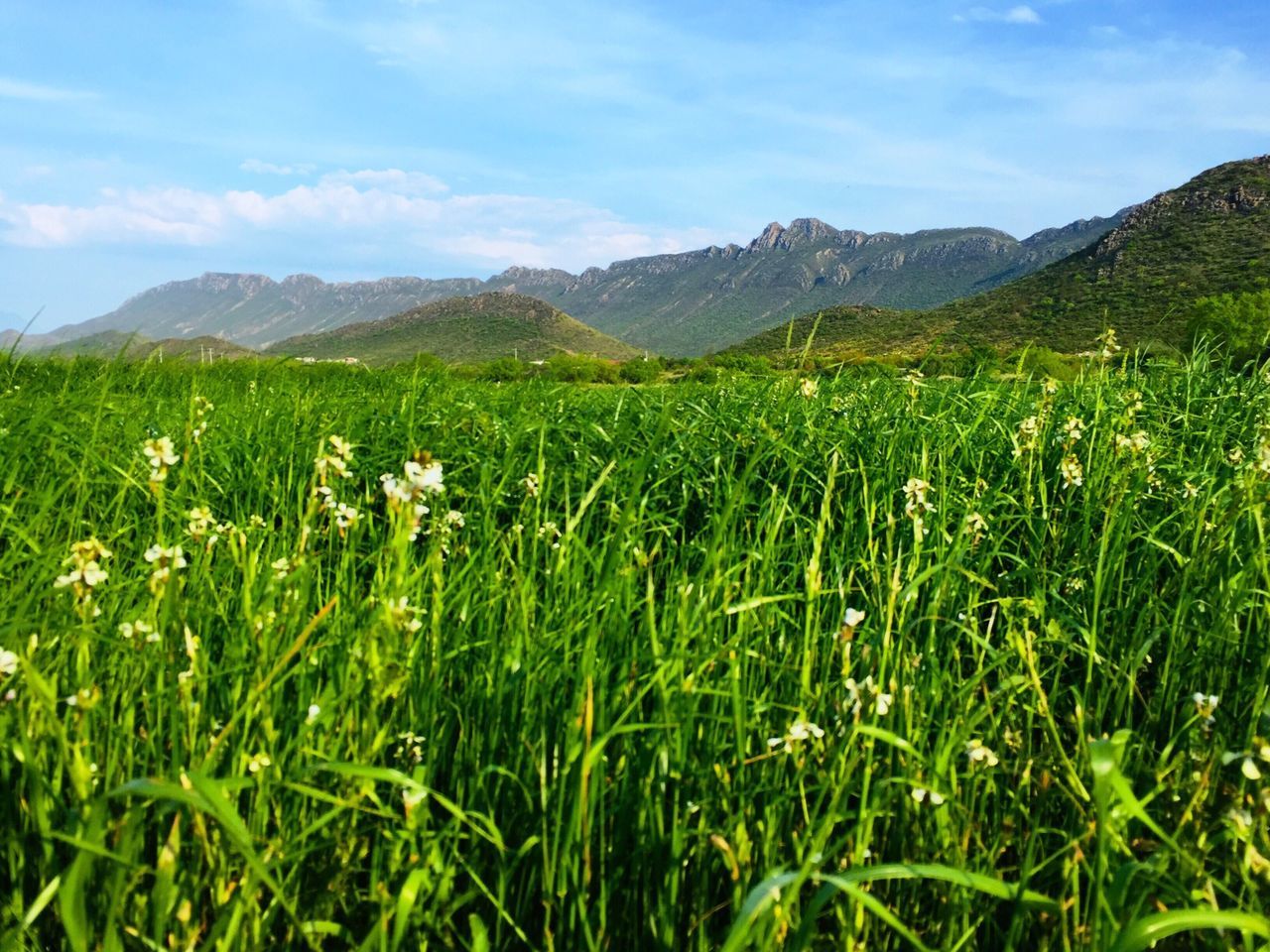 mountain, mountain range, beauty in nature, landscape, tranquil scene, tranquility, growth, nature, scenics, field, green color, sky, grass, plant, flower, non-urban scene, day, idyllic, no people, rural scene