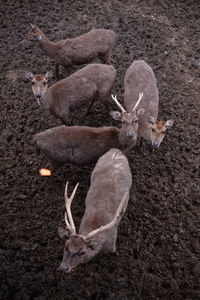 High angle view of deer on field