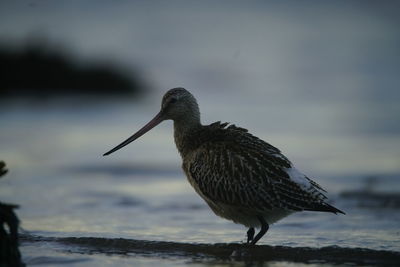 Close-up of bird perching on beach