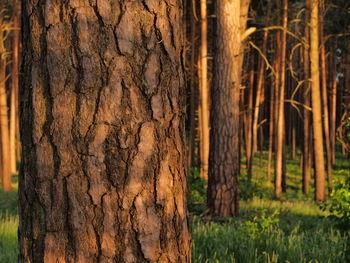 Close-up of tree trunk in forest