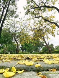 Yellow flowering plants in park