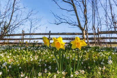 Close-up of yellow daffodil flowers in field