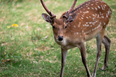 Close-up of deer on field