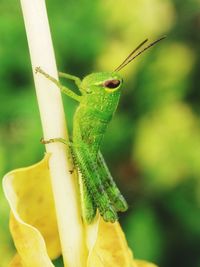 Close-up of grasshopper on leaf