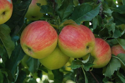 Close-up of apples