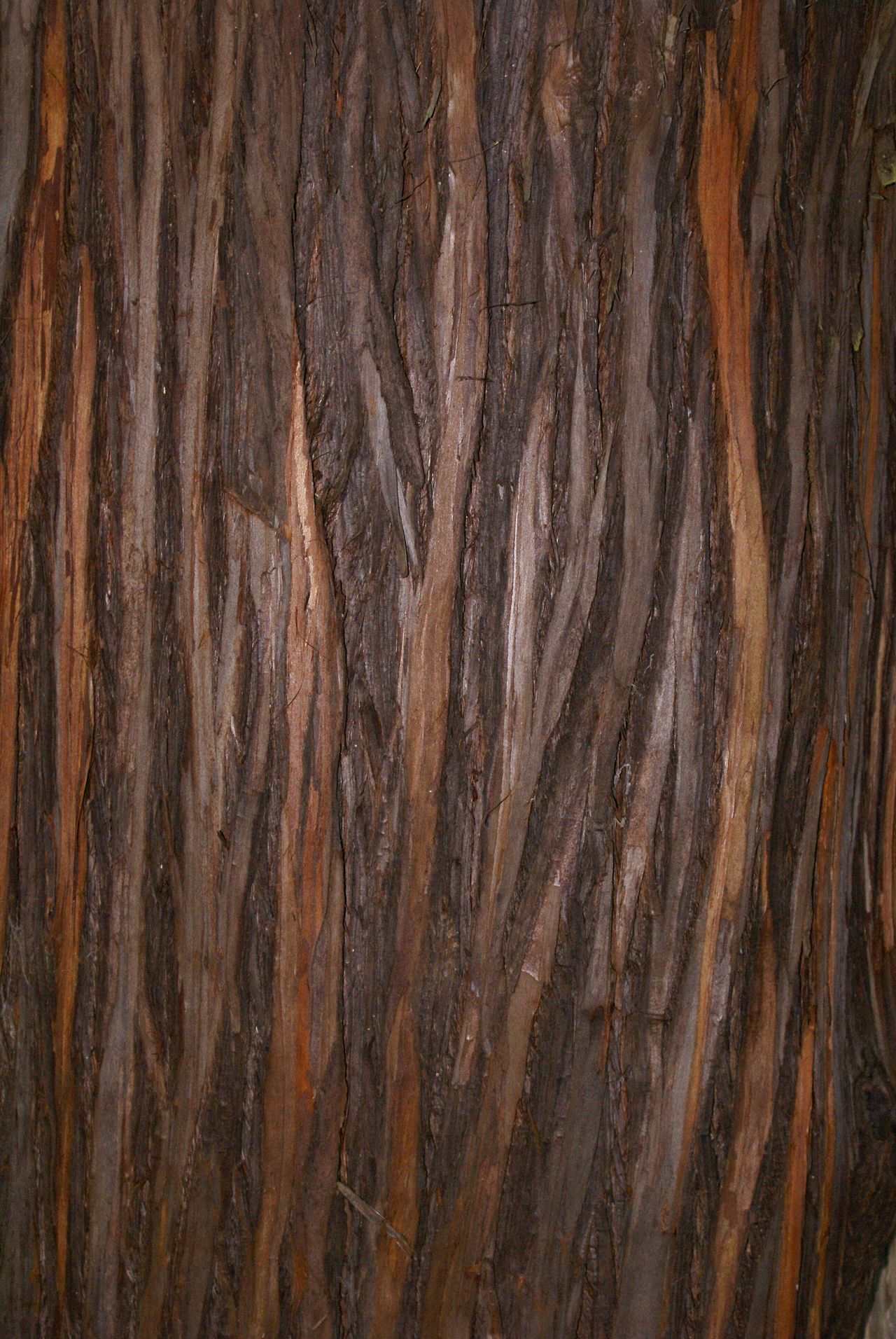 Beautiful Bark