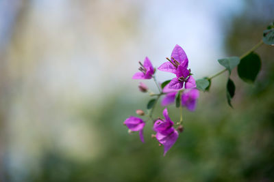 Close-up of flowers against blurred background