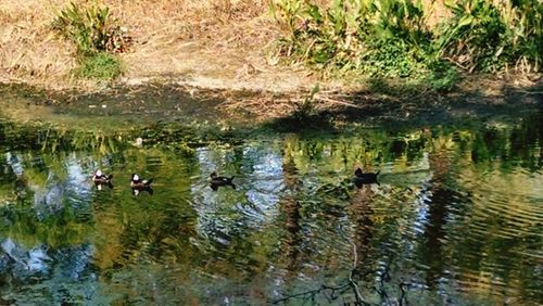 Ducks swimming in lake