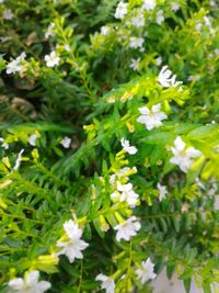 Close-up of flowers blooming outdoors