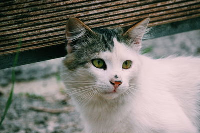 Close-up portrait of cat