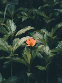 Close-up of orange flowering plant