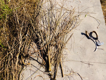 High angle view of bird on land