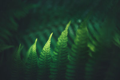 Close-up of fern