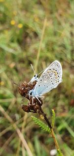 Close-up of butterfly