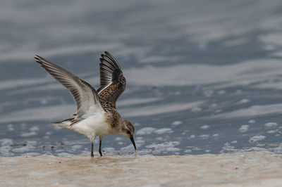 Seagull flying over sea