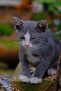 Close-up of cat looking away