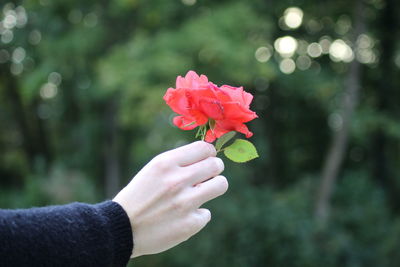 Close-up of hand holding red flowering plant