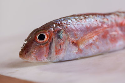 Close-up of fish