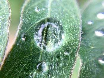 Close-up of raindrops on leaf