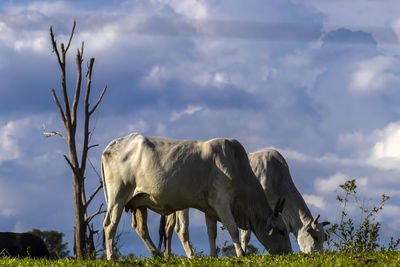 Zebu nellore cow in the pasture area of a beef cattle farm in brazil