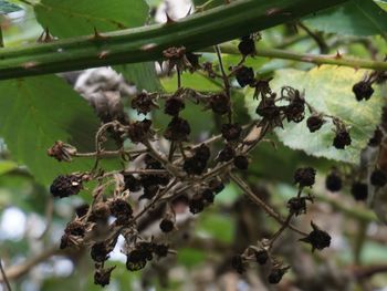 Close-up of berries on tree