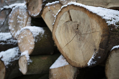 Close-up of logs in forest