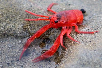 Close-up of red rose