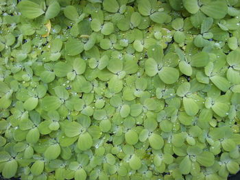 Full frame shot of green leaves