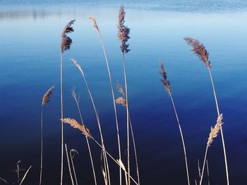 Close-up of lake against sky