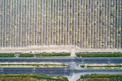 Pistachios and almonds field in california, united states. pistachio trees commercial orchard