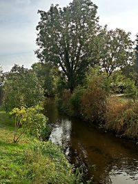 Trees growing by calm river against sky