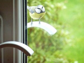 Close-up of bird perching
