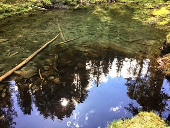 Reflection of trees in calm lake