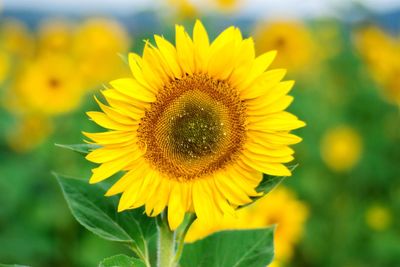 Close-up of fresh sunflower blooming against sky