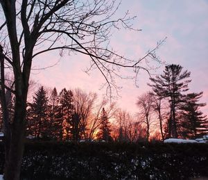 Bare trees against sky during sunset