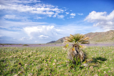 Scenic view of grassy field against sky