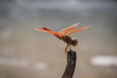 Close-up of insect