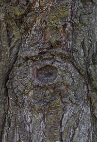 Close-up of tree trunk