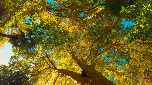 Low angle view of trees against sky