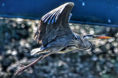 Grey heron in flight