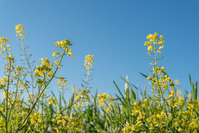 Close-up of yellow flowering plant against clear blue sky