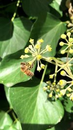 Close-up of insect on flower