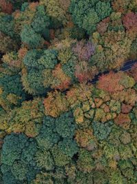 Aerial view of trees growing in forest during autumn