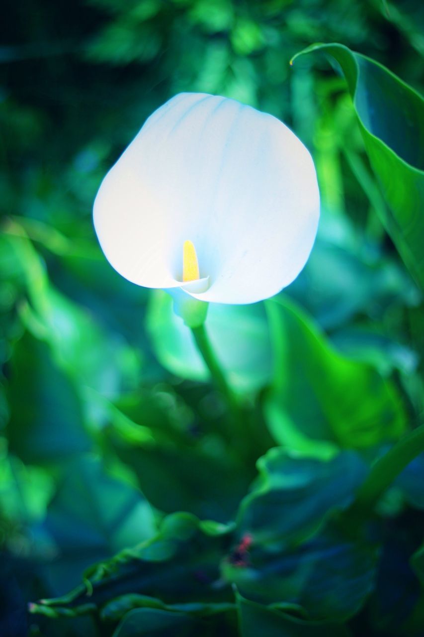 flower, growth, white color, fragility, close-up, freshness, petal, beauty in nature, flower head, focus on foreground, nature, plant, single flower, stem, white, blooming, no people, bud, outdoors, day