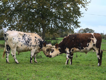 Cows grazing in a field