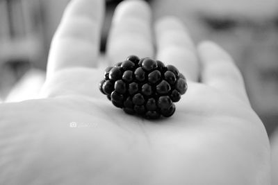 Close-up of hand holding blackberry fruit