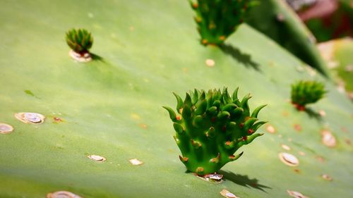 Close-up of succulent plant