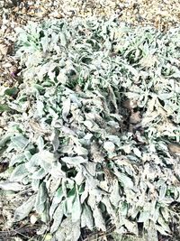 High angle view of dry leaves on land