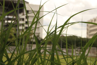 Close-up of grass on field against sky